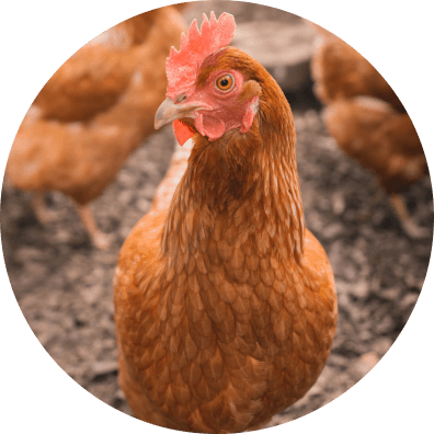 Free range hen
